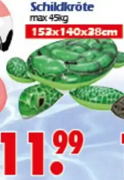 Wreesmann Schildkröte Angebot