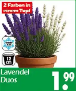 Wreesmann Lavendel Duos Angebot