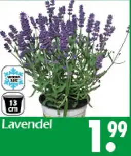 Wreesmann Lavendel Angebot