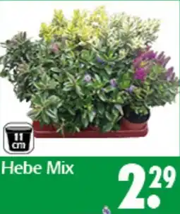 Wreesmann Hebe Mix Angebot