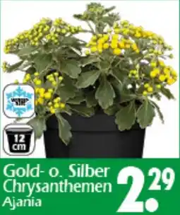 Wreesmann Gold-o. Silber Chrysanthemen Ajania Angebot