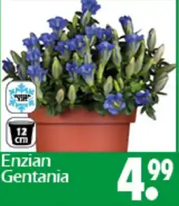 Wreesmann Enzian Gentania Angebot