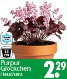 Wreesmann Purpur- Glöckchen Heuchera Angebot