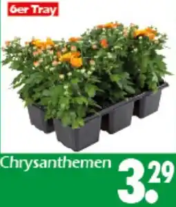 Wreesmann Chrysanthemen Angebot