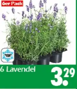 Wreesmann 6 Lavendel Angebot