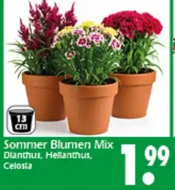 Wreesmann Sommer Blumen Mix Dianthus, HellanthDianthus, Hellanthus, Angebot