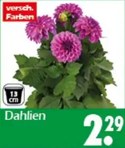 Wreesmann Dahlien Angebot