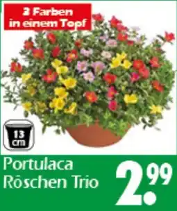 Wreesmann Portulaca Röschen Trio Angebot