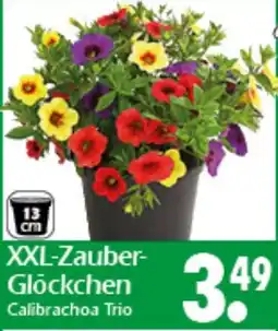 Wreesmann XXL-Zauber- Glöckchen Calibrachoa Trio Angebot