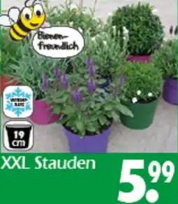 Wreesmann XXL Stauden Angebot