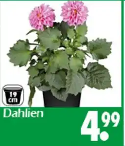 Wreesmann Dahlien Angebot