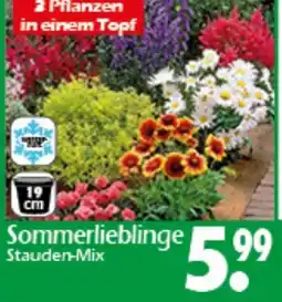 Wreesmann Sommerlieblinge Stauden-Mix Angebot