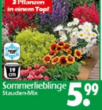 Wreesmann Sommerlieblinge Stauden-Mix Angebot