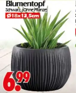 Wreesmann Blumentopf Angebot
