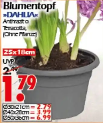 Wreesmann Blumentopf Angebot