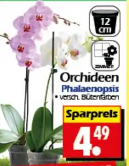 Wreesmann Orchideen Phalaenopsis Angebot