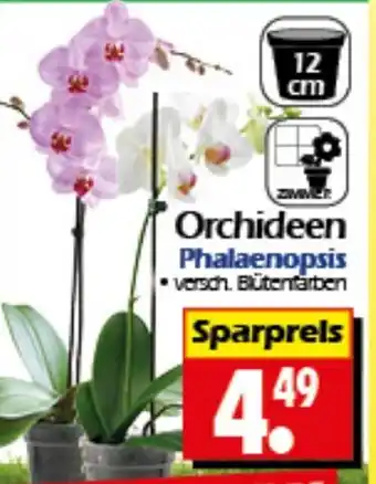 Wreesmann Orchideen Phalaenopsis Angebot