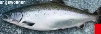 Handelshof Lachs Angebot