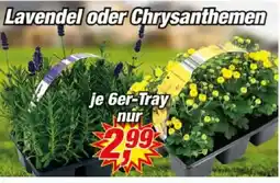 Posten Börse Lavendel oder Chrysanthemen Angebot