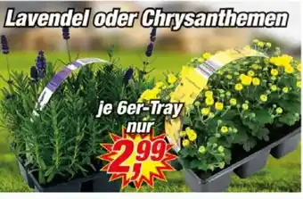 Posten Börse Lavendel oder Chrysanthemen Angebot