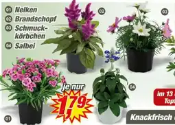 Posten Börse 01 Nelken Angebot