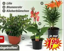 Posten Börse 01 Lilie Angebot