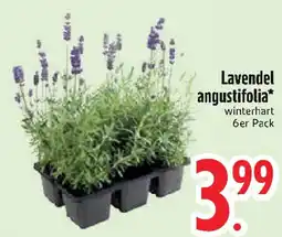 Edeka Lavendel angustifolia Angebot
