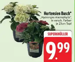 Edeka Hortensien Busch ,,Hydrangea macrophylla" Angebot