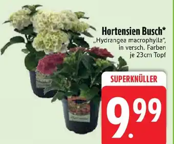 Edeka Hortensien Busch ,,Hydrangea macrophylla" Angebot