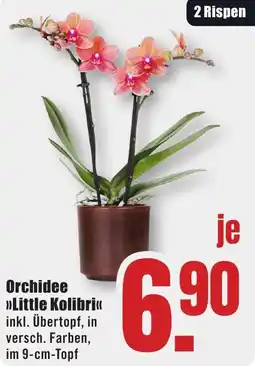 B1 Discount Baumarkt Orchidee Little Kolibri Angebot