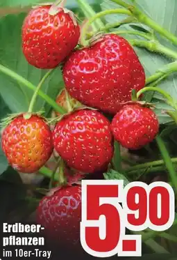 B1 Discount Baumarkt Erdbeerpflanzen Angebot