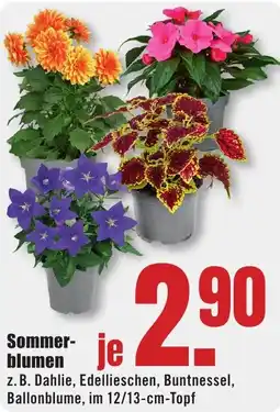 B1 Discount Baumarkt Sommerblumen Angebot