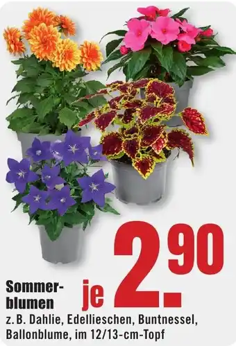 B1 Discount Baumarkt Sommerblumen Angebot