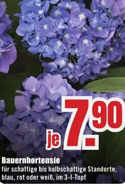 B1 Discount Baumarkt Bauernhortensie Angebot