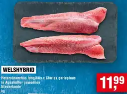 Handelshof Welshybrid Angebot