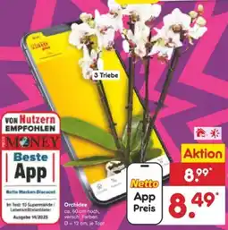 Netto Marken-Discount Orchidee Angebot