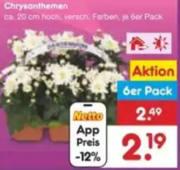 Netto Marken-Discount Chrysanthemen Angebot
