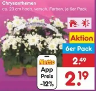 Netto Marken-Discount Chrysanthemen Angebot