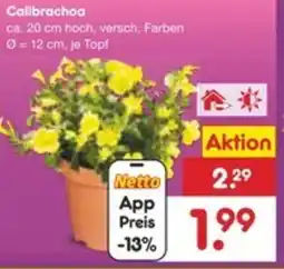 Netto Marken-Discount Calibrachoa Angebot