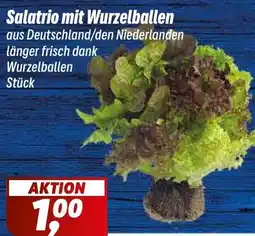 Simmel Salatrio mit Wurzelballen Angebot