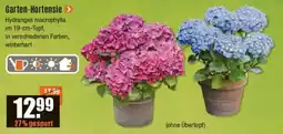 V Baumarkt Garten-Hortensie Angebot