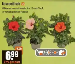 V Baumarkt Roseneibisch Angebot