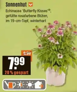 V Baumarkt Sonnenhut Angebot