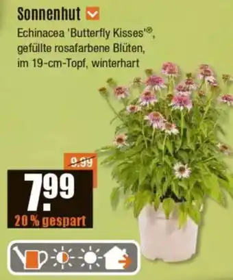V Baumarkt Sonnenhut Angebot