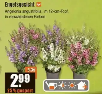 V Baumarkt Engelsgesicht Angebot