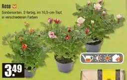 V Baumarkt Rose Angebot