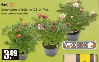 V Baumarkt Rose Angebot