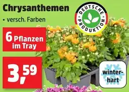 Thomas Philipps Chrysanthemen Angebot