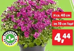 Thomas Philipps Chrysanthemen Angebot