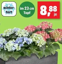 Thomas Philipps Bauernhortensie Angebot